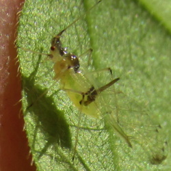 Drepanosiphum aceris